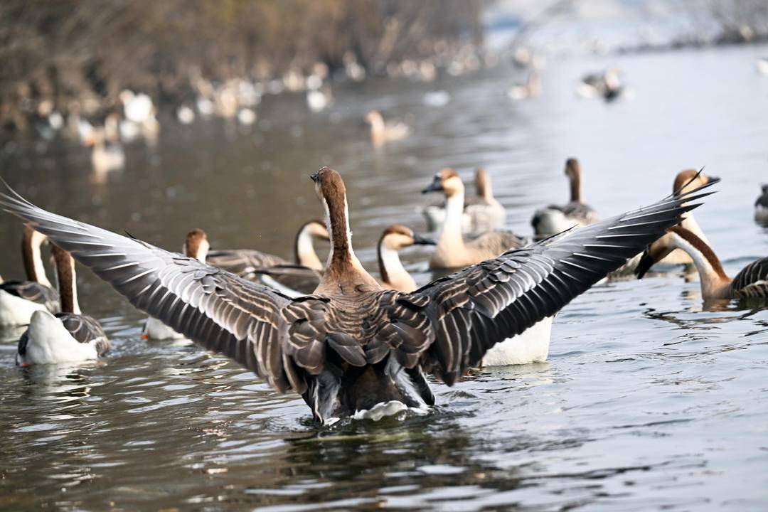 “雁”遇初冬，舞动浑河