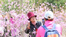沈阳：杜鹃花开 香飘四溢醉游人