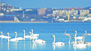 大连旅顺老虎尾湿地越冬天鹅变多了