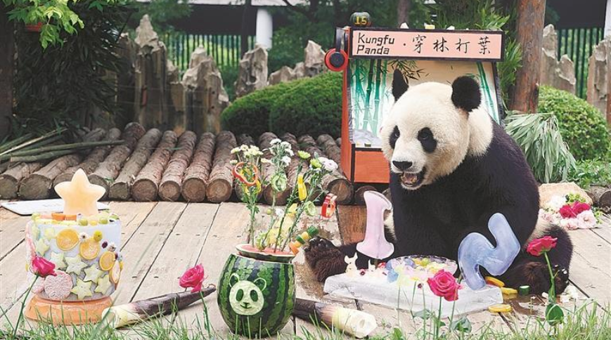 萌！“酷玩少年”大熊猫金虎15岁啦