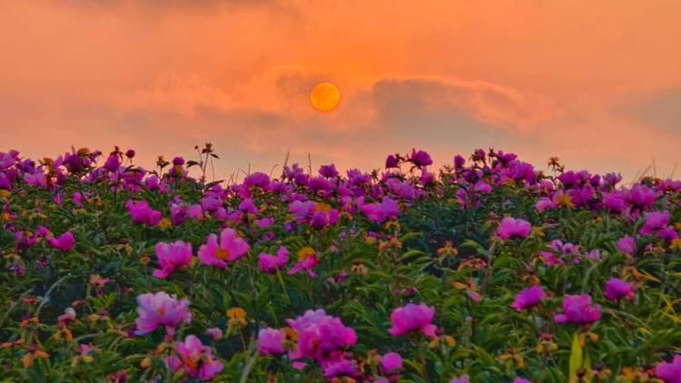 东港：夕阳鎏金处，花海醉游人