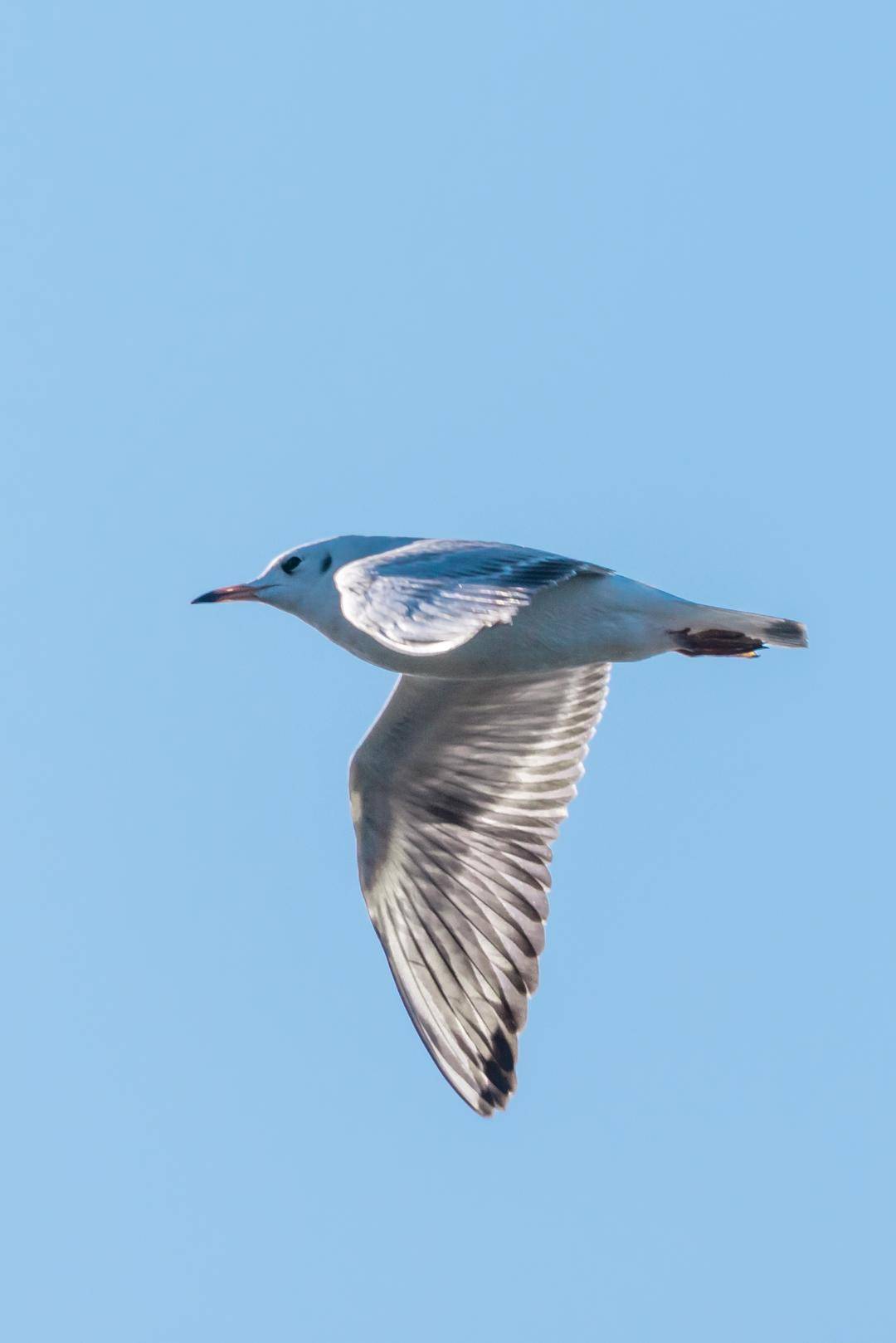 盘锦辽河三角洲湿地迎来候鸟迁徙高峰期