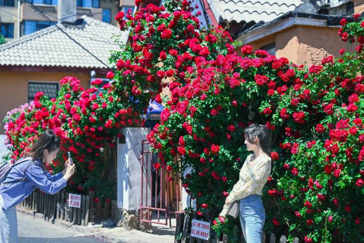 大连：老街小巷，藏不住的“花”样浪漫