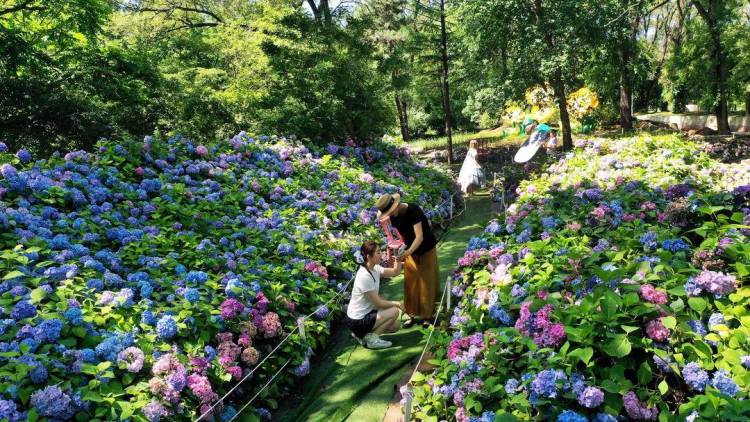 来沈阳植物园，赴一场夏花之约