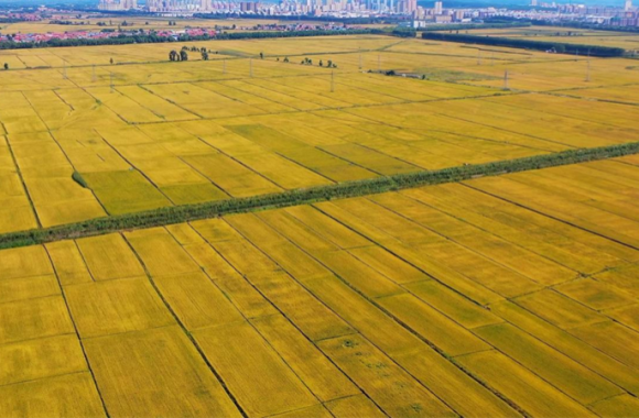 好好聊“辽” | 铁岭：黑土粮仓 绿电沃野_fororder_涕零