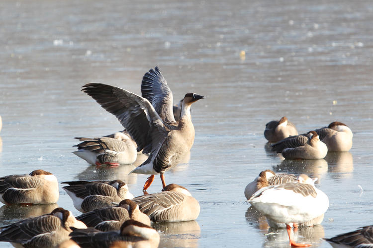 雁舞浑河岸 景绘沈阳冬_fororder_转载图7