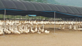 鹅蛋“上飞机”、进食堂 大连普兰店区巧绘产业振兴图