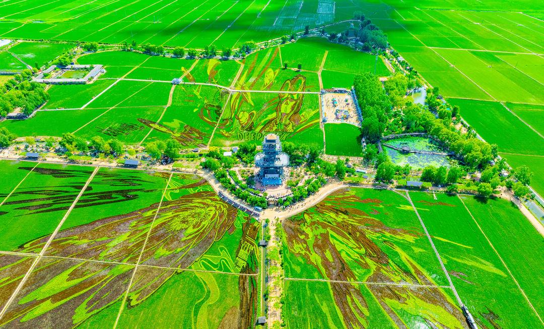 沈阳稻田画上新了