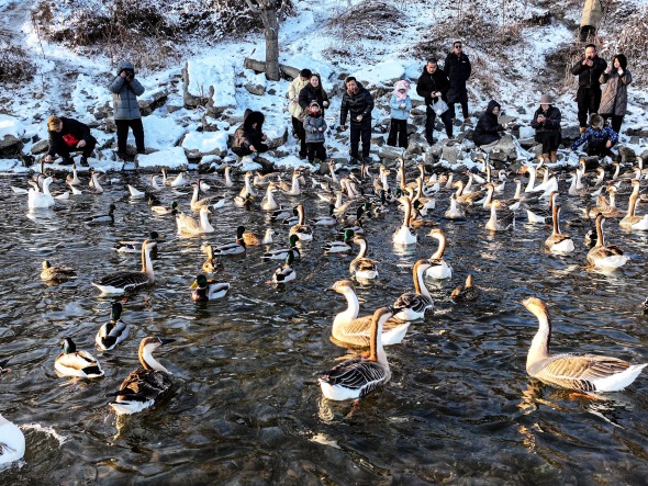 浑河候鸟变“常住居民” 沈阳生态魅力尽显