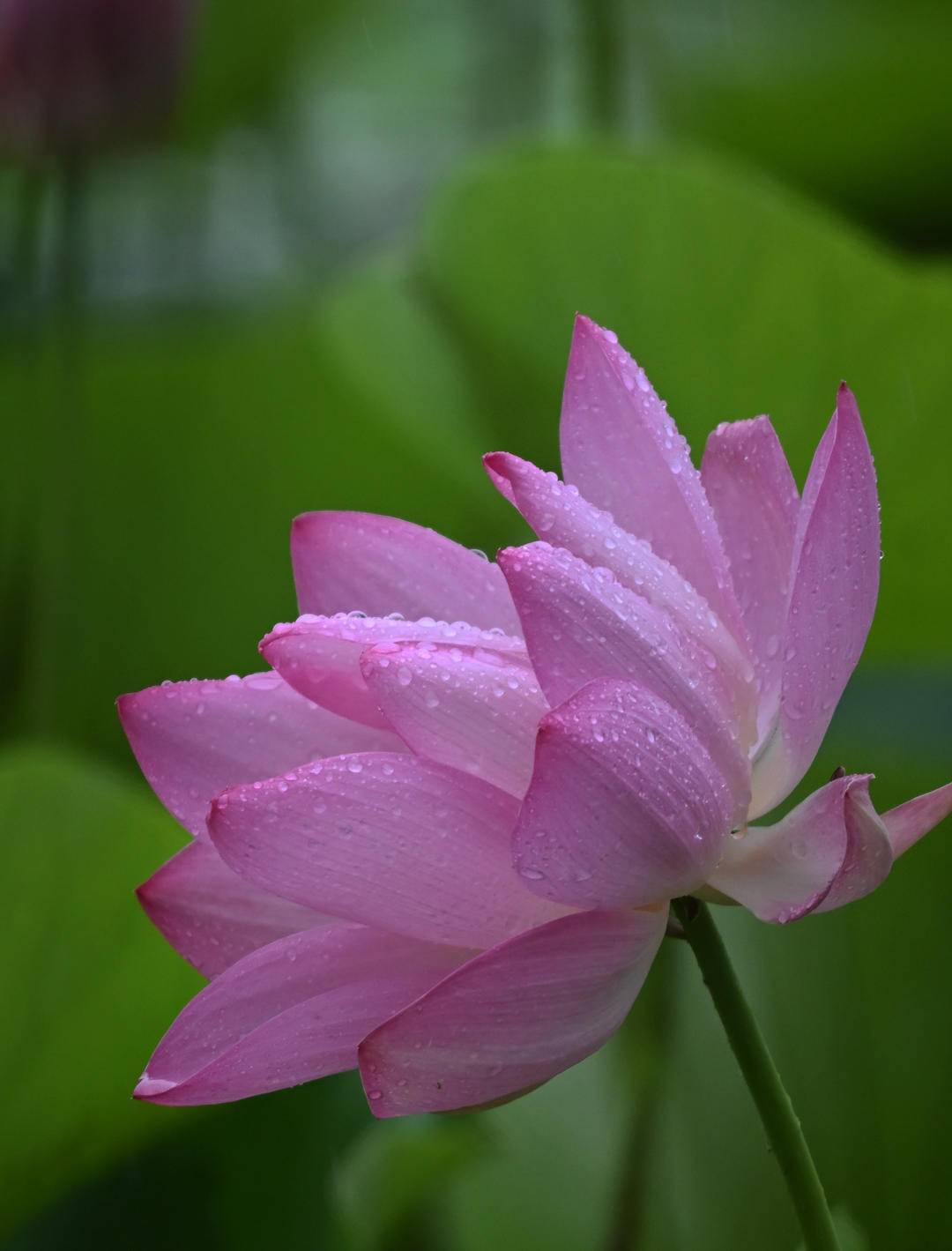 沈阳：接天莲叶碧，北塔观雨荷