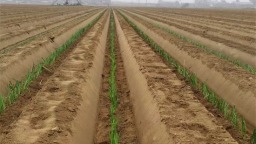 大连普兰店：“葱”满希望春耕忙 特色产业促振兴