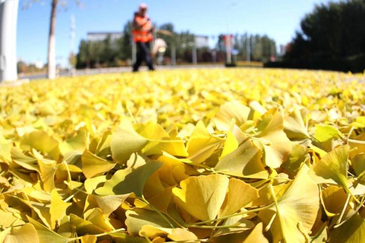 朝阳：深秋银杏美 落叶“诗”满城