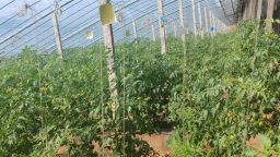 春日大棚绿意浓 “彭屯鲜生”产销旺