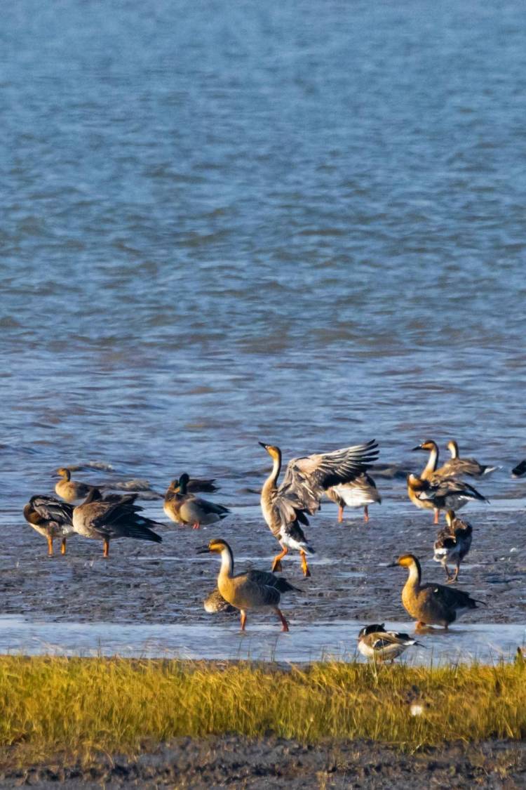 盘锦辽河三角洲湿地迎来候鸟迁徙高峰期