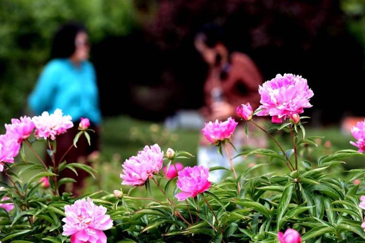 朝阳：五月“花神”芍药盛放