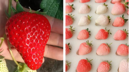 草莓新品种变身致富“甜蜜引擎”