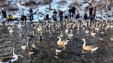 浑河候鸟变“常住居民” 沈阳生态魅力尽显
