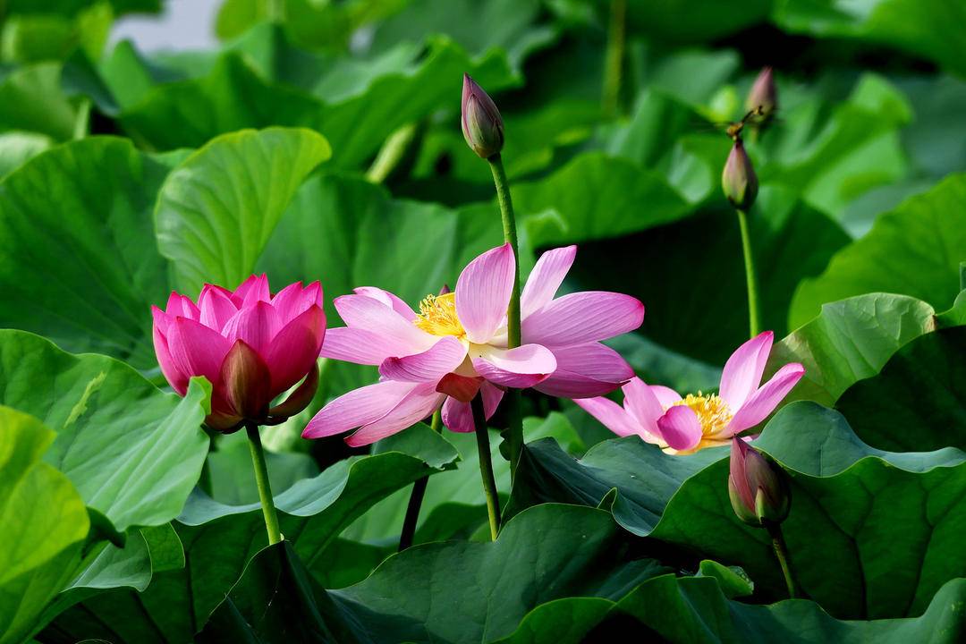 朝阳：荷花胜景，七月诗行