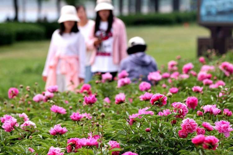 朝阳：五月“花神”芍药盛放