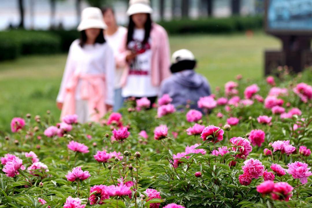 朝阳：五月“花神”芍药盛放