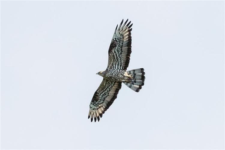 鹃头蜂鹰首现东北地区_fororder_e3e76252-f16b-43ec-be8c-d50903dea4ae