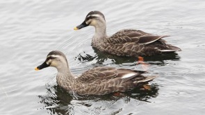 沈阳：水清鸭欢新开河