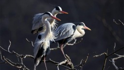 丹东：春回大地 苍鹭归来