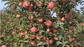 红枝挂果甜到心 果农丰收笑开颜