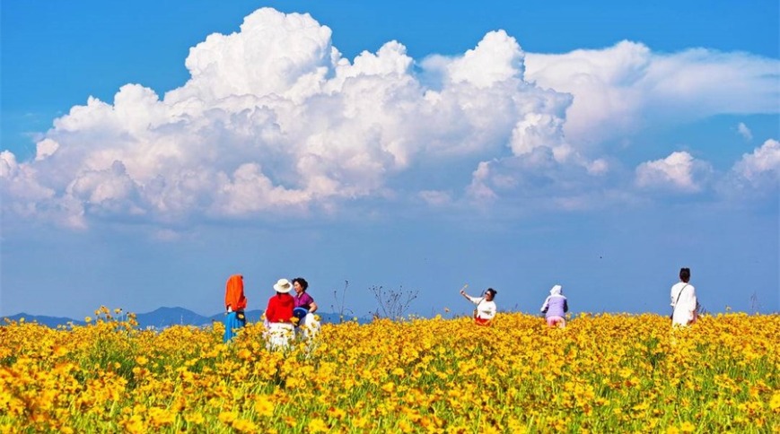 祥云伴菊海，大连这条风景线很浪漫