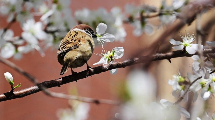 辽宁朝阳：只把春来报