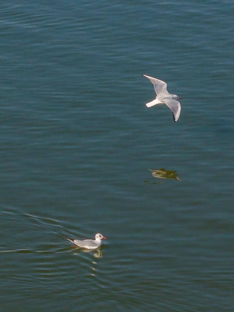 盘锦辽河三角洲湿地迎来候鸟迁徙高峰期