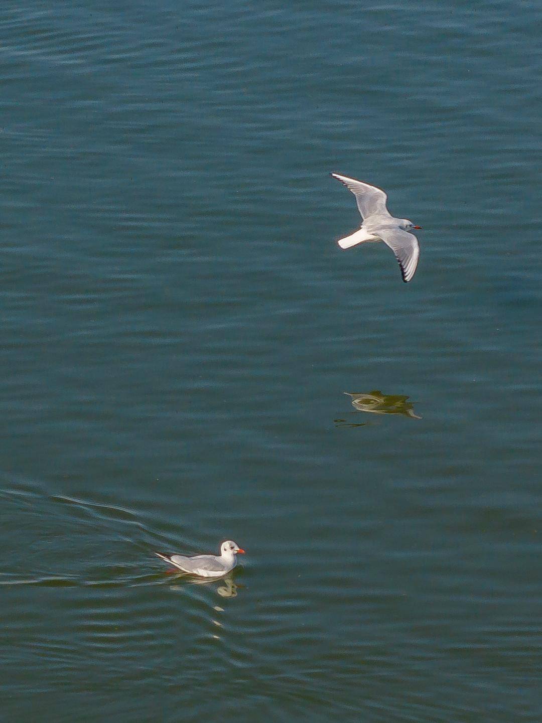 盘锦辽河三角洲湿地迎来候鸟迁徙高峰期