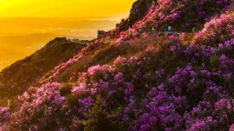 大连：一山观两海，云中赏杜鹃