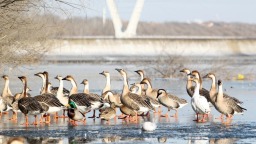 雁舞浑河岸 景绘沈阳冬