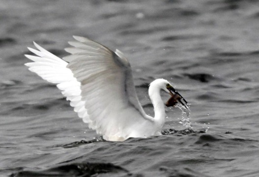 沈阳丁香湖：水鸟翩跹，生态如画