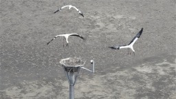 千余只东方白鹳飞抵盘锦绕阳河畔 八年守护 终成故乡