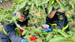 大连大樱桃首次进入欧洲市场