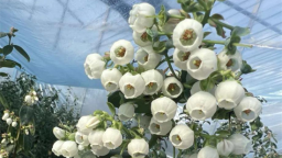 冬棚蓝莓孕新果 科技赋能促振兴