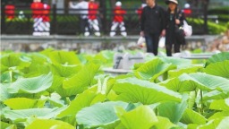 辽宁大连：雨后荷塘醉游人