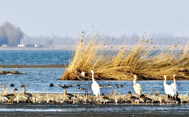 沈阳法库獾子洞：春日里的候鸟天堂