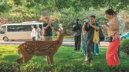 大连：与鹿邂逅