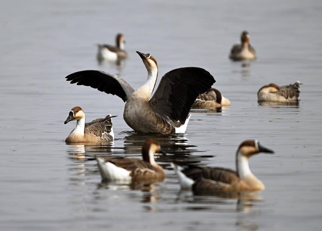 “雁”遇初冬，舞动浑河