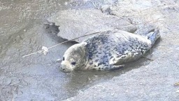 辽宁东港成功救助落单斑海豹幼崽