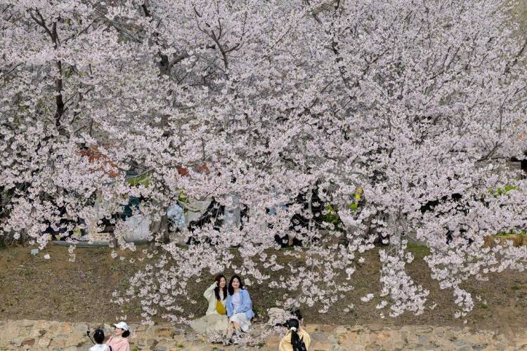 大连：樱花如海