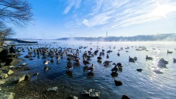 沈阳鸟岛段：浑河暖水栖候鸟
