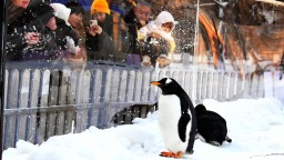 何须赴南极 鸟岛目可及