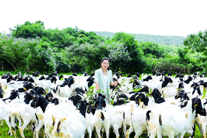 湖北荆门：历经20年培育 山羊种业“芯片”——“楚宝黑头羊”通过国家畜禽新品种审定