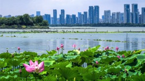 湖北武汉：秋风拂江城 荷韵满东湖