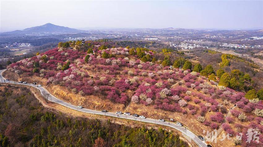 武汉400亩梅林进入盛花期_fororder_微信图片_20250220094403
