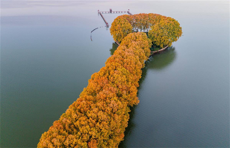 “金钥匙”打开武汉东湖秋色 “金钥匙”打开武汉东湖秋色_fororder_2ab44372e47c4163a59944da6c41fb81